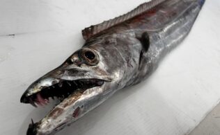 ドラゴンご来店！！！！！タチウオお持ち込みいただきました！