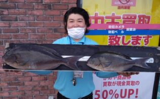 佐多岬　沖磯　オナガグレ釣果　フィッシング都城