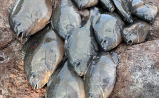 地磯でグレ釣れてます！　鹿児島姶良店