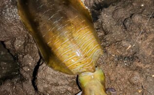 【釣果情報】南薩エリアにて2.3㎏アオリイカ出現！！　鹿児島姶良店