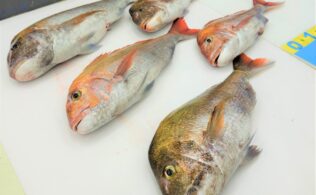 【釣果情報】釣れてます！串木野沖　真鯛釣果！！かめや釣具鹿児島姶良店