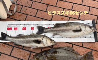 桜島地磯 良型スズキ・ヒラメの釣果フィッシング都城