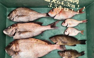 錦江湾 真鯛の釣果です！！ フィッシング都城