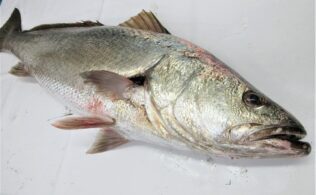 まだイケます!!　オオニベのお持ち込みです。