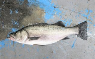 早朝のお持込み頂きました。　宮崎店