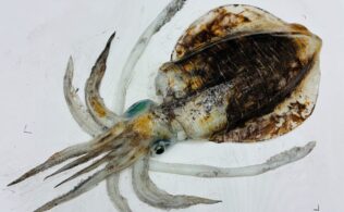 【釣果情報】２キロUPアオリイカ釣果お持ち込み！！　鹿児島姶良店