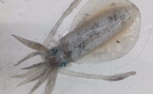 アオリイカまだまだ釣れています！