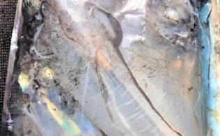 湾奥アオリイカ、最大1.7kg！