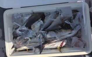 久多島沖　ライトチョロ釣りでイサキが大爆釣！