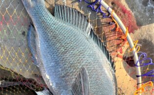 日南　油津　グレ釣り情報【波狂会親睦会例会】