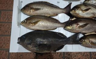 串間沖！ライトチョロ釣法　釣果！