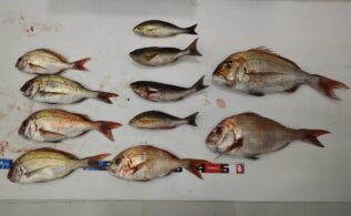 錦江湾口良型真鯛釣果！鹿児島城南店