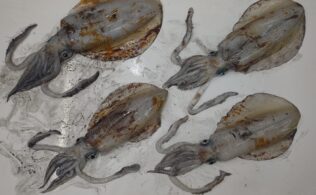 大型アオリイカお持ち込み頂きました！鹿児島城南店