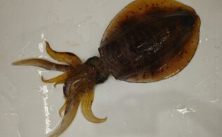 大型アオリイカ釣果お持ち込み頂きました！鹿児島城南店