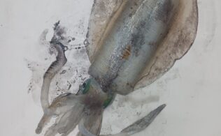 アオリイカが止まらない！！2,916g！