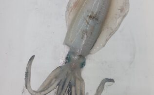 3,292！アオリイカ釣果！！