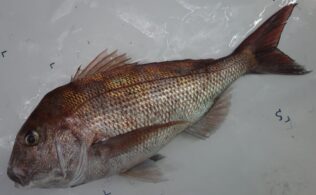 野間池沖 真鯛釣果！