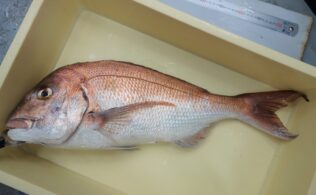 2026年3月29日　真鯛 70㎝　方財沖