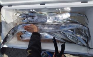 スタッフ釣果🎣錦江湾タチウオ釣れてます！！