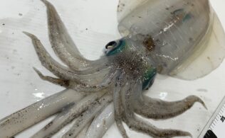 良型アオリイカお持ち込み！