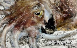 巨大軟体動物襲来！