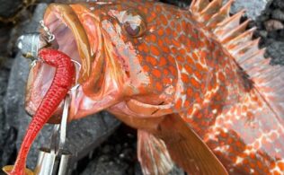 ロックフィッシュの釣果情報です。