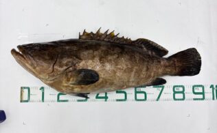 【釣果情報】92㎝15.5㎏のクエお持ち込み！　鹿児島姶良店