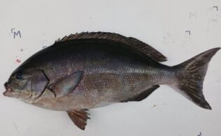 ６０オーバー尾長グレ釣果！