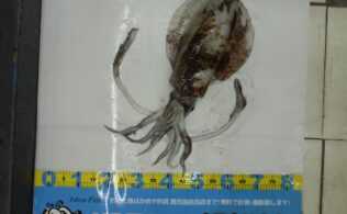 南薩方面　春アオリイカ　好調です！　鹿児島姶良店