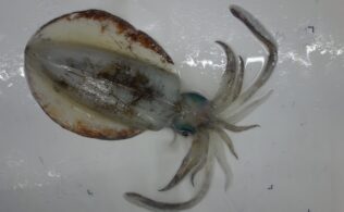 串木野　エギング　アオリイカ釣果！