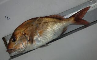 谷山周辺、真鯛釣れてます！