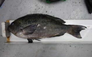 2026年3月8日　メジナ