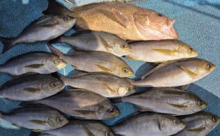 枕崎近海！チョロ釣り＆コマセ釣りでイサキ釣り。