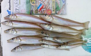 吹上浜　キス釣れてます！