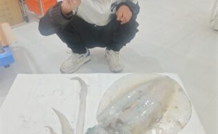 大型アオリイカ釣果お持ち込み頂きました！鹿児島城南店