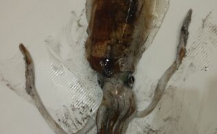 アオリイカ釣果頂きました！鹿児島城南店