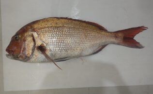 大型真鯛釣果頂きました！鹿児島