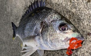 スタッフ釣果！春のチニング調査に行って来ました！