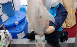 続・続・デカいやつ!!　アオリイカのお持ち込みです!!　延岡店