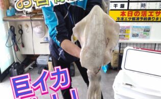 お客様釣果🎣良型アオリイカ🦑