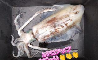 お客様釣果🦑良型2キロアップアオリイカ✨