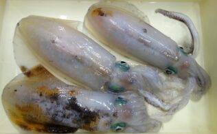 2026年4月2日　アオリイカ　3杯