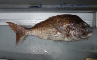 2026/04/11　真鯛 81cm