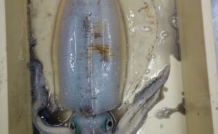 デカい!!　春イカ始まってます!!　延岡店