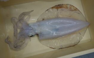 2026年4月12日　アオリイカ　２５００ｇオーバーサイズ🦑