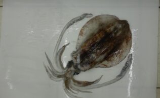 【釣果情報】大型アオリイカ、襲来！ー錦江湾奥