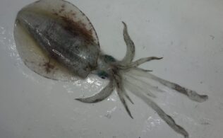 串木野方面　🦑アオリイカ🦑　鹿児島谷山店