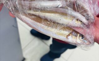 キスが釣れ始めてますよ～！　鹿児島姶良店