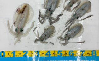 【釣果情報】魁航丸様でのティップラン好調！鹿児島姶良店