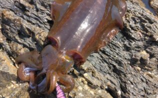 坊津沖磯のエギングでアオリイカの釣果